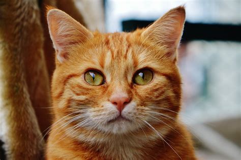cat jpg images.
